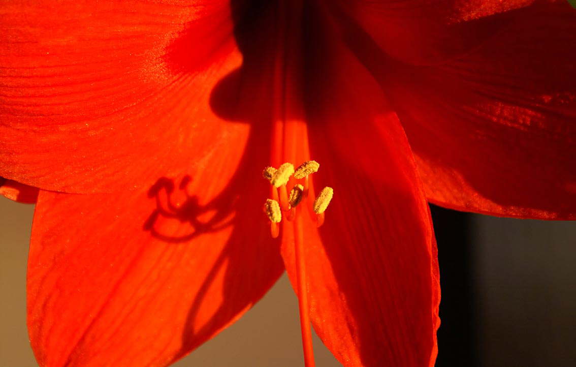 Amaryllis