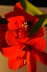 Amaryllis