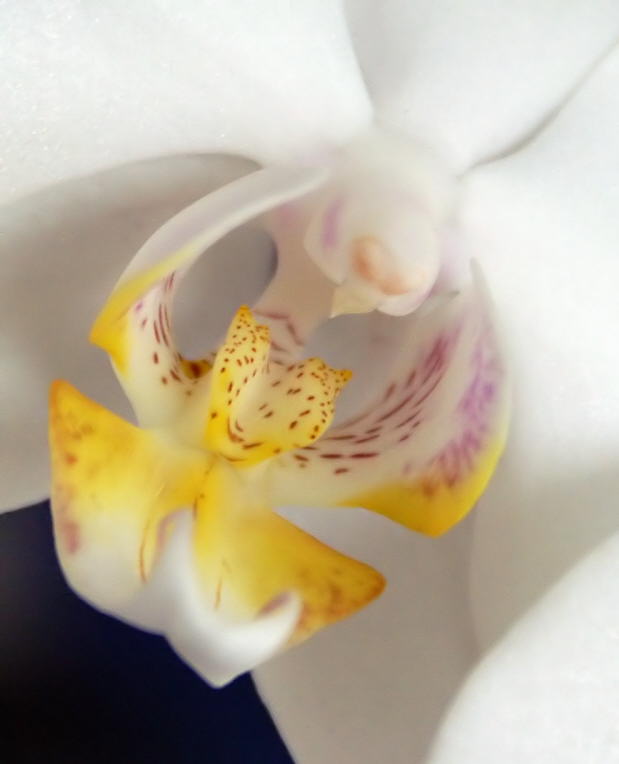 Orchidee