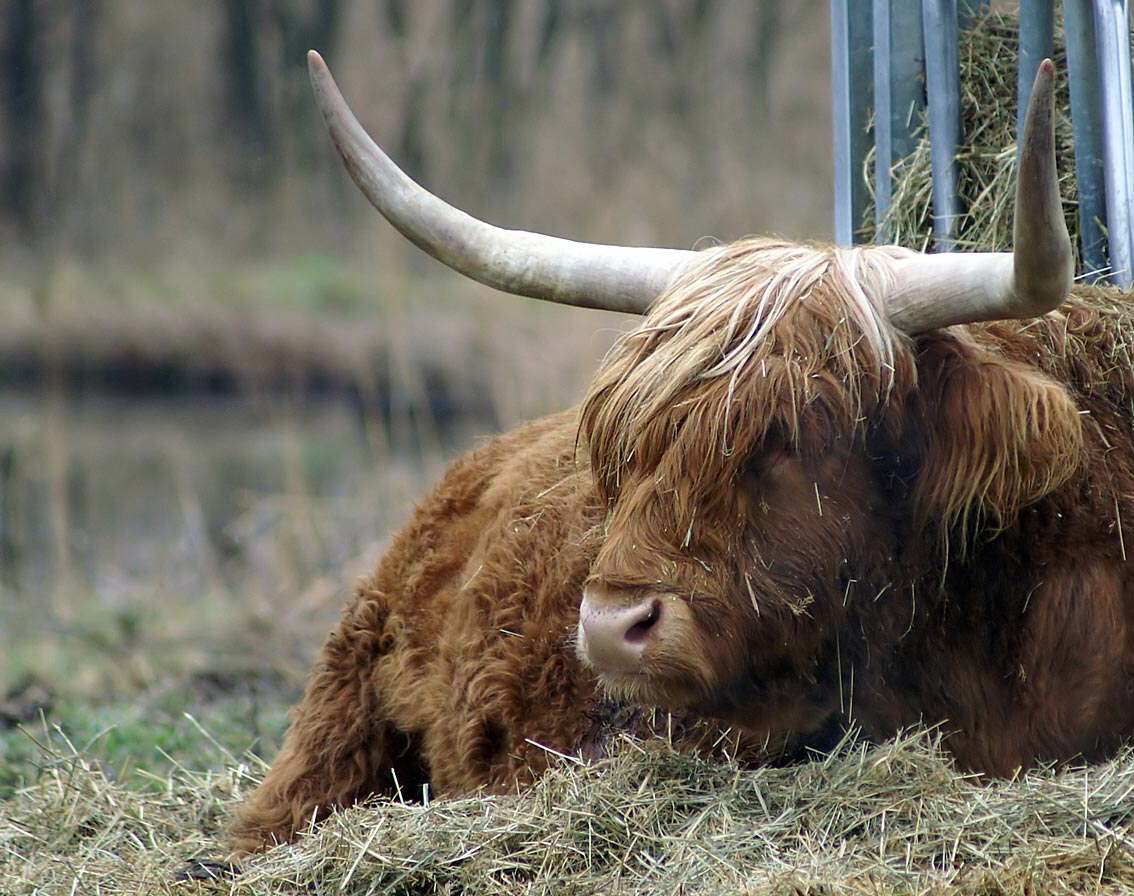 Mein Sternzeichen: Stier